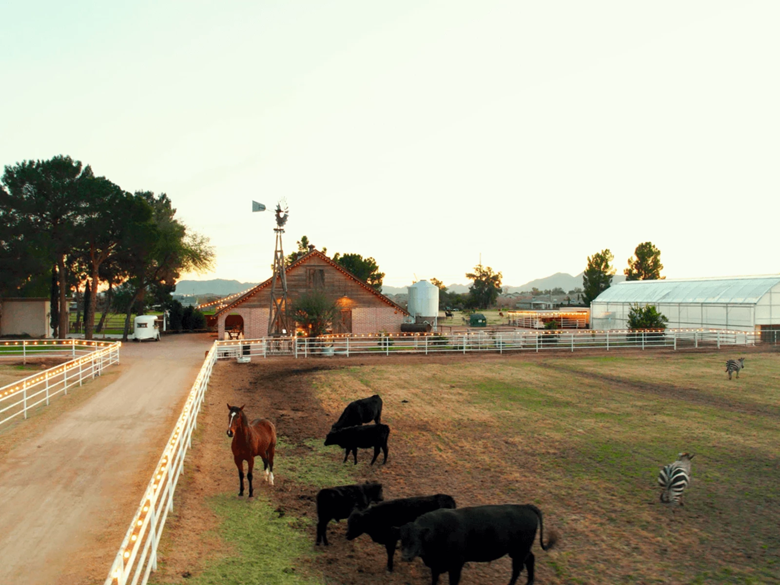animals