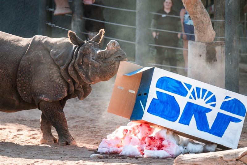 SRP Brings Ten Tons of Snow to Phoenix Zoo Animals and Offers a $10 Discount on Admission